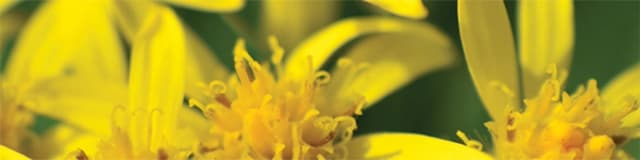 Solidago virgaurea